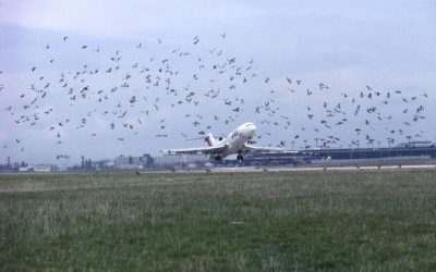 Comment l’aérien lutte contre les collisions d’oiseaux, coûteuses et parfois mortelles