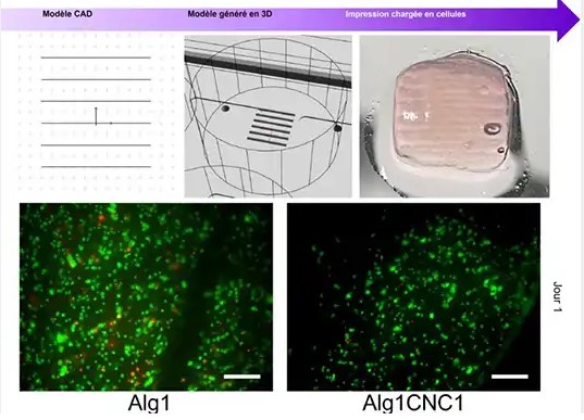 Comment la cellulose nanocristalline améliore la bio-impression 3D sans nuire aux cellules